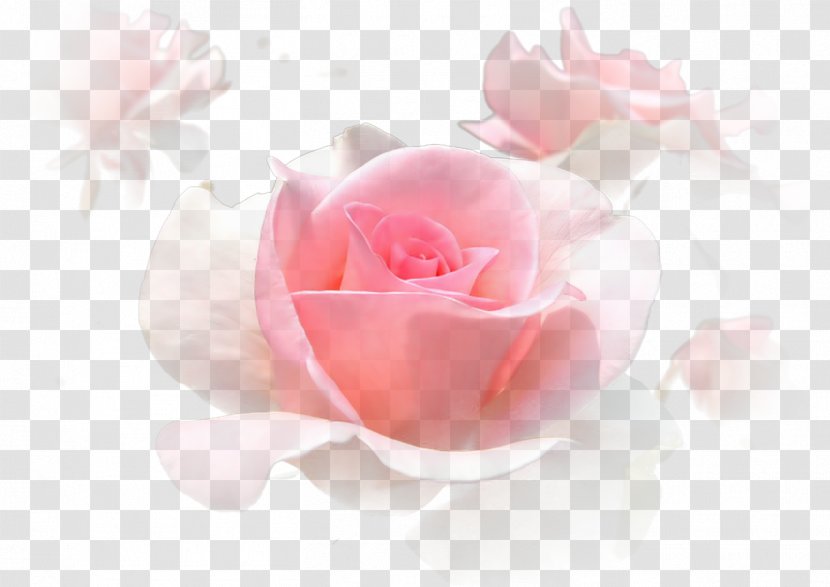 Pink Garden Roses Centifolia White - Bloom Transparent PNG