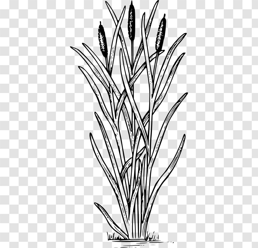 Cattail Drawing Swamp Clip Art - Grass - Flowering Plant Transparent PNG