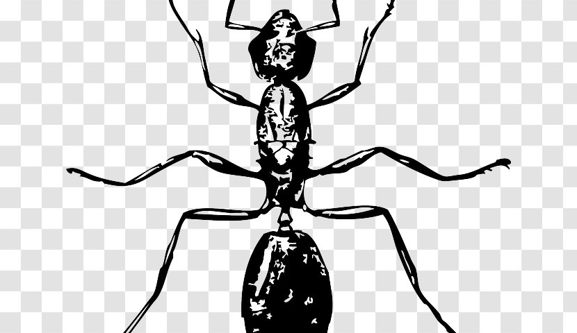 Ant Drawing Image Clip Art Insect - Arthropod Transparent PNG