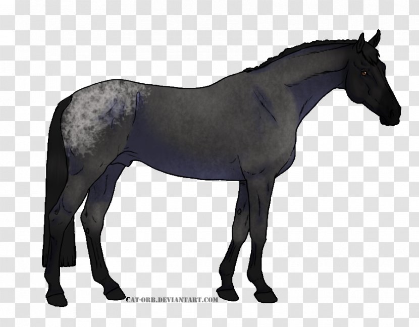 Thoroughbred Appaloosa American Quarter Horse Stallion Mustang - Mare Transparent PNG