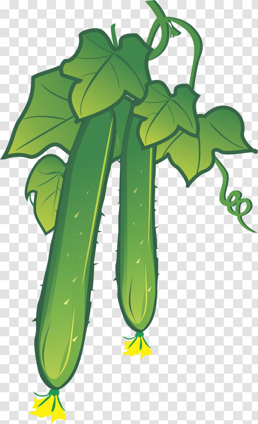 Cucumber Illustration - Vegetable - Vector Element Transparent PNG