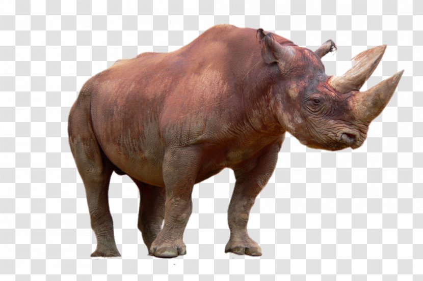 Black Rhinoceros - Photography - HD Animal Rhino Transparent PNG