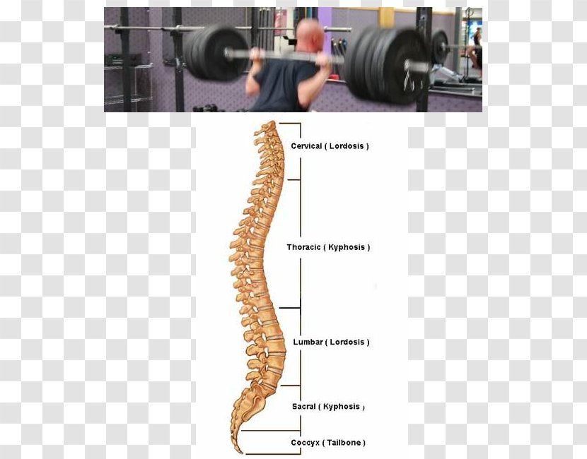 Squat Barbell Vertebral Column Deadlift - Muscle Transparent PNG