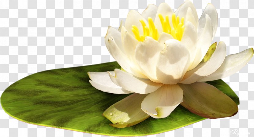 Water Lilies Flower Clip Art - Lily Transparent PNG