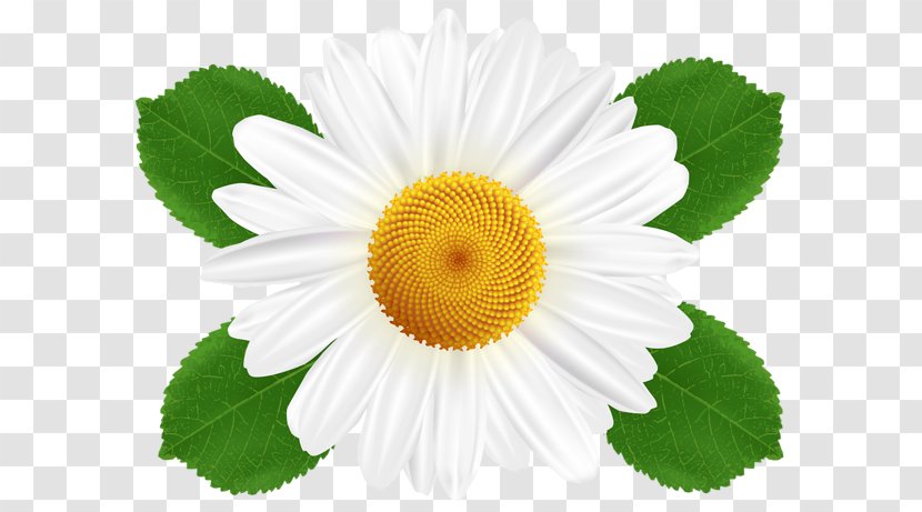 Common Daisy Oxeye Clip Art - Flower Transparent PNG
