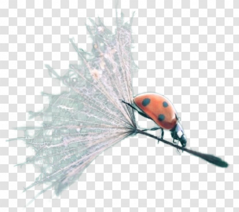 Insect Lady Bird - Pest Transparent PNG