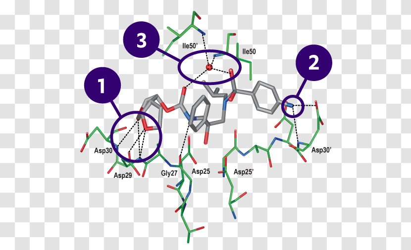 Darunavir HIV-1 Protease Cobicistat Molecular Binding Inhibitor - Heart - Dissociation Constant Transparent PNG