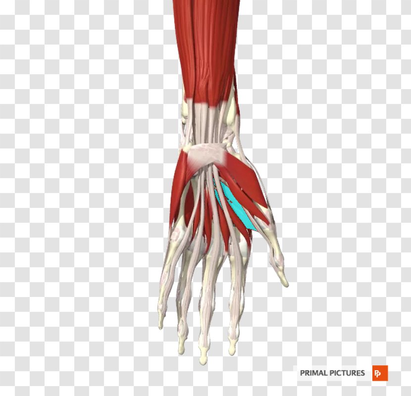 Finger Shoulder - Arm - Ulnar Nerve Transparent PNG
