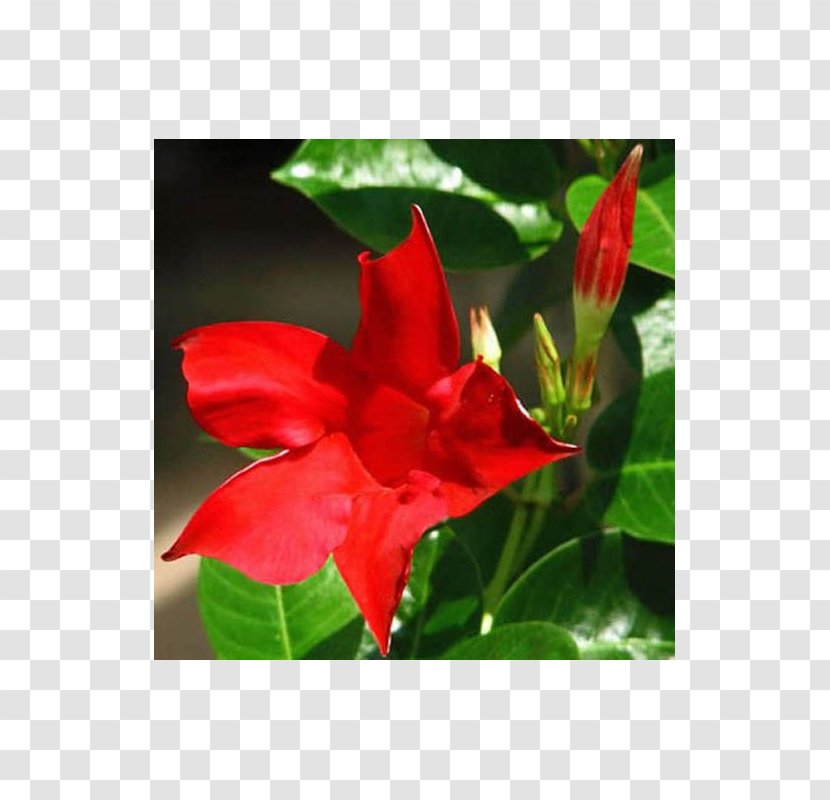Brazilian Jasmine Red Plant Stem Flowering - Rocktrumpet Transparent PNG