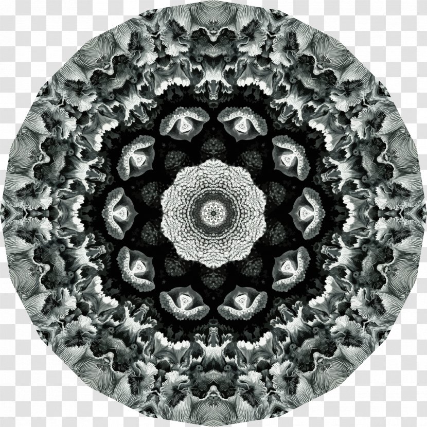 Art Forms In Nature Symmetry Hexacorallia Printmaking - Black And White - Hollow Mandala Transparent PNG