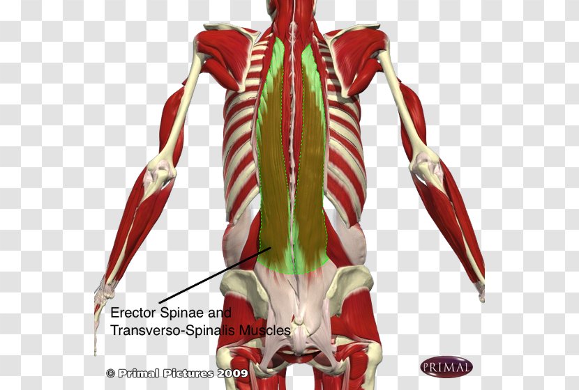 Erector Spinae Muscles Vertebral Column Iliocostalis Transversospinales - Cartoon Transparent PNG