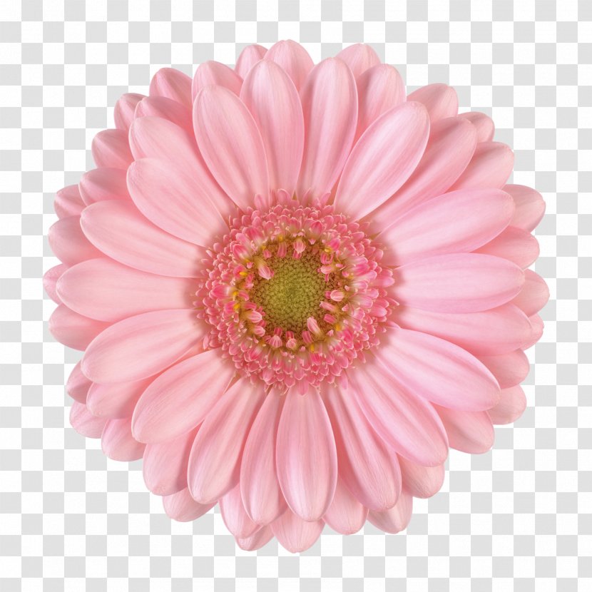 Transvaal Daisy Cut Flowers Pink Photography - Chrysanths - Gerbera Transparent PNG