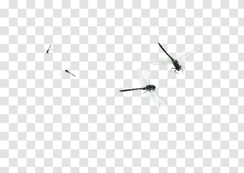 Dragonfly Flight Euclidean Vector - Bird Transparent PNG
