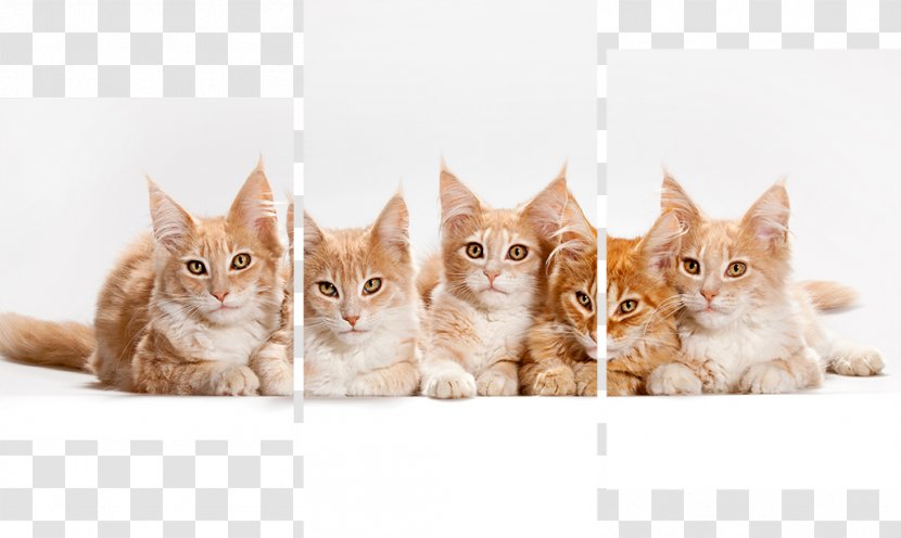 Kitten Maine Coon British Shorthair Norwegian Forest Cat Persian - Small Cats Transparent PNG