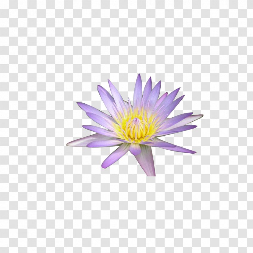 Animation Android Wallpaper - Lotus Creative Transparent PNG