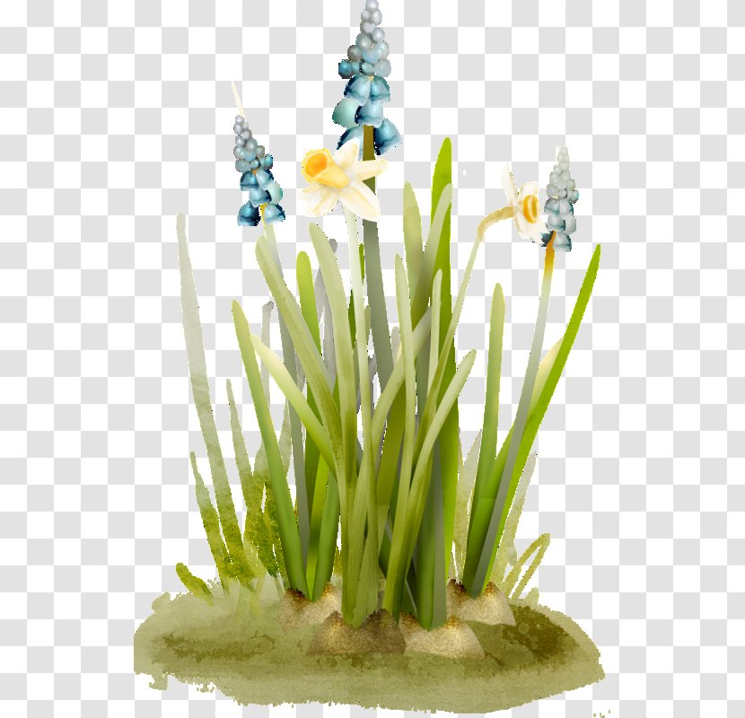 Drawing Cartoon Flower - Spikes Decorative Grass Transparent PNG