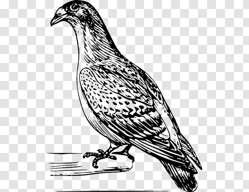 Columbidae Domestic Pigeon Drawing Clip Art - Finch - Design Transparent PNG