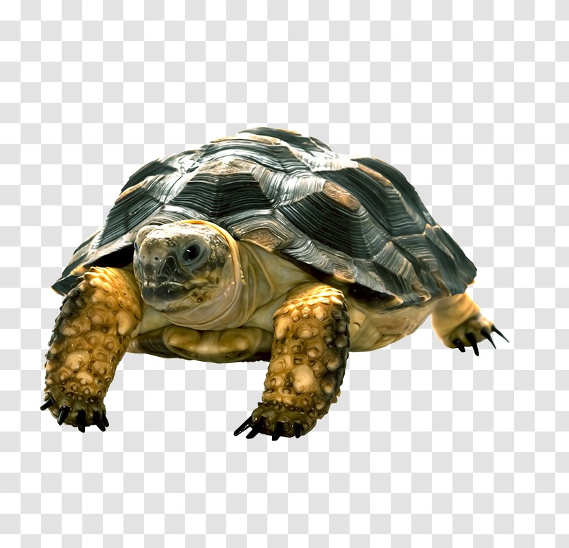Keeled Box Turtle - Fauna - Image Transparent PNG