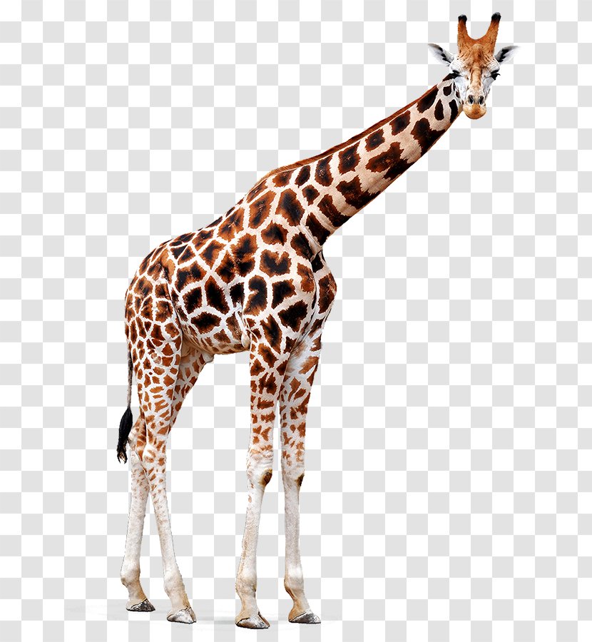 Giraffe Giraffidae Wildlife Animal Figure Snout - Fawn Neck Transparent PNG