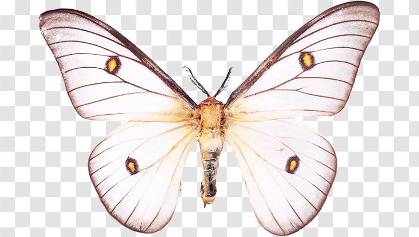 Nymphalidae Pieridae Lycaenidae Butterfly Moth - Pollinator Transparent PNG