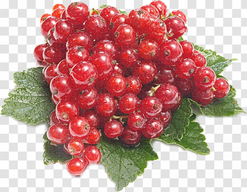 Berry Plant Fruit Seedless Fruit Currant Transparent PNG