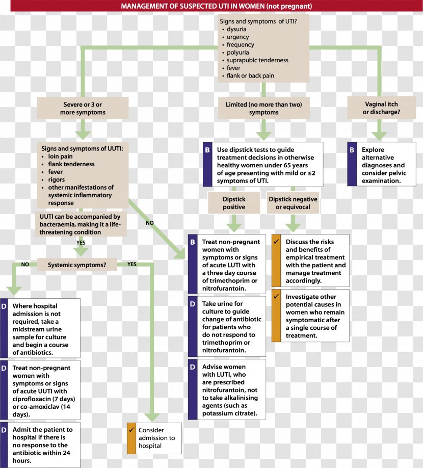 Urinary Tract Infection Excretory System Medical Guideline MRSA Super Bug - Urethra Transparent PNG