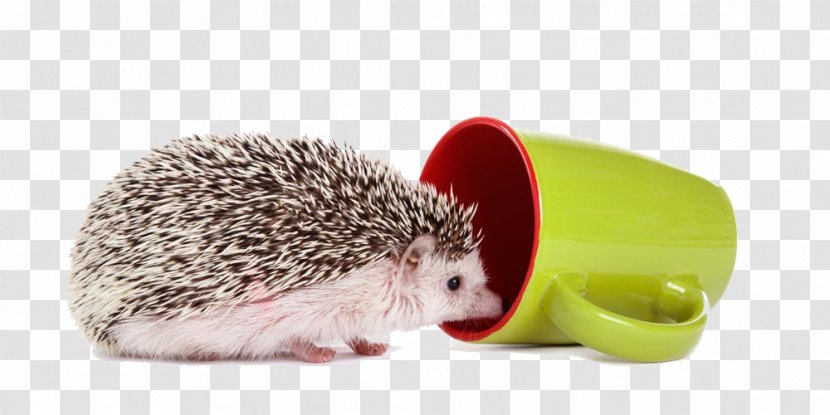 Domesticated Hedgehog Four-toed Photography Cup - Stock - I Want To Go Transparent PNG
