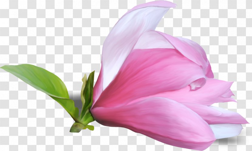 Flower Magnolia Clip Art - Plant Transparent PNG