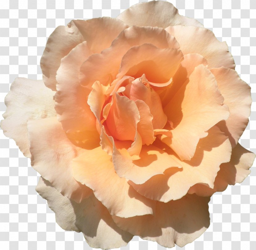 Garden Roses Centifolia Flower Floribunda Rosaceae - Petal - Peach Flowers Transparent PNG