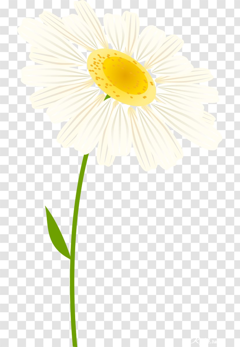 Daisy Family Oxeye Cut Flowers Transvaal - Petal - Camomile Transparent PNG
