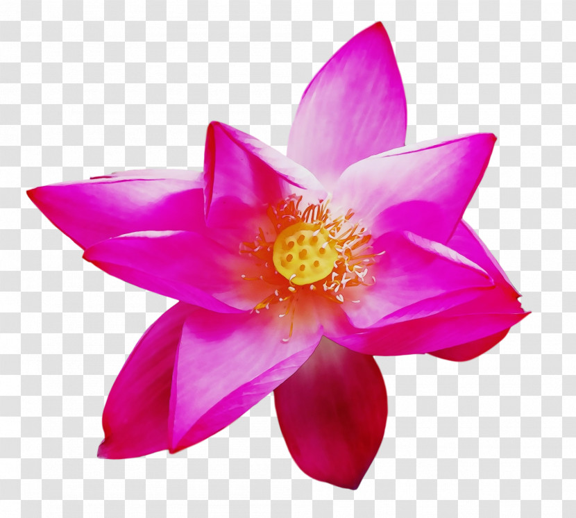 Sacred Lotus Lotus-m Transparent PNG