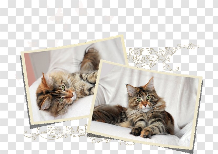 Kitten Maine Coon Norwegian Forest Cat Domestic Short-haired Whiskers Transparent PNG