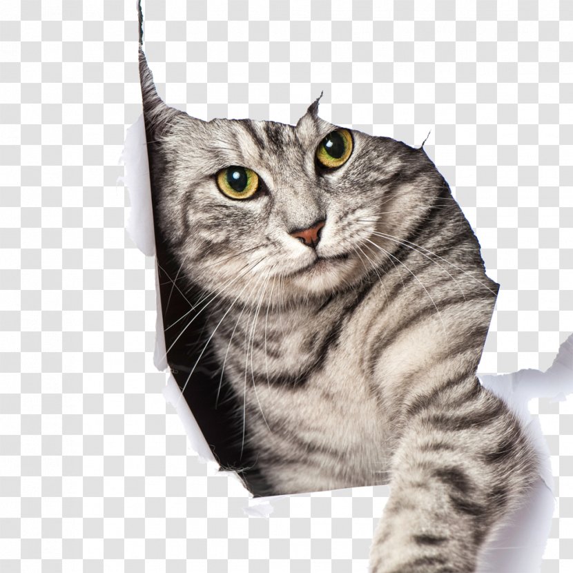 Big Cat Kitten Dog Pet Door - Cuteness Transparent PNG