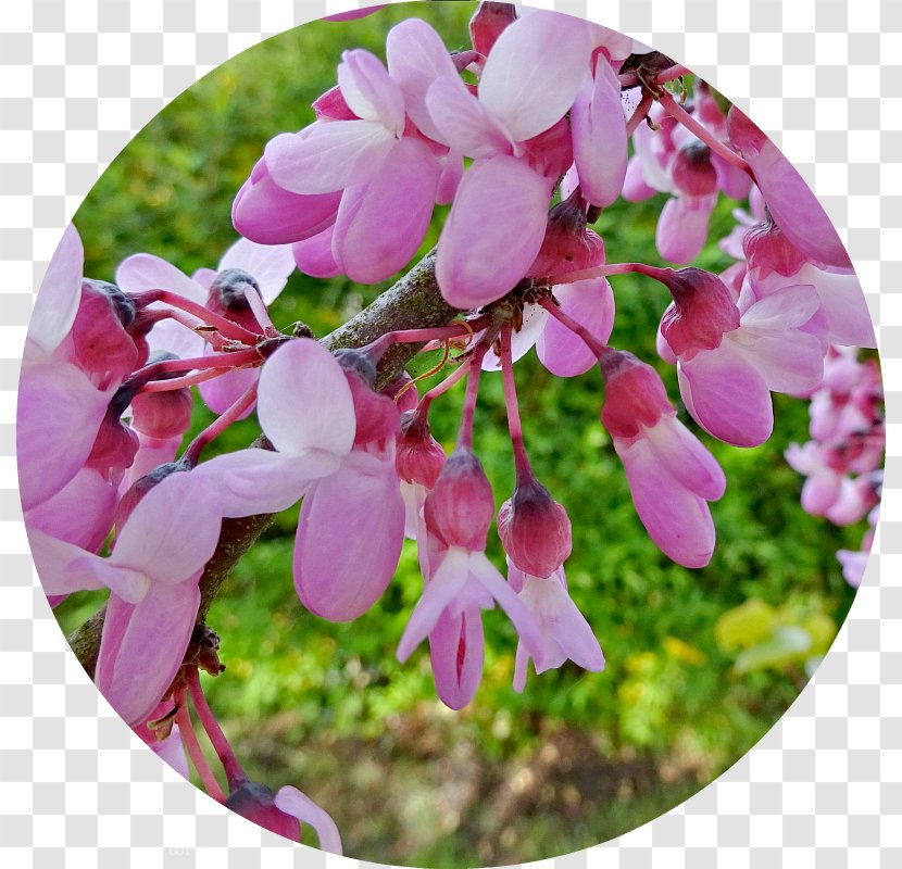 Pink M Flowering Plant RTV Wildflower - Blossom - Cercis Siliquastrum Transparent PNG