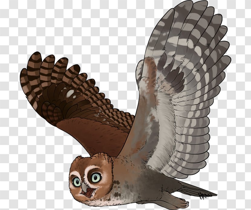 Owl Fauna Beak Feather - Hawk Transparent PNG