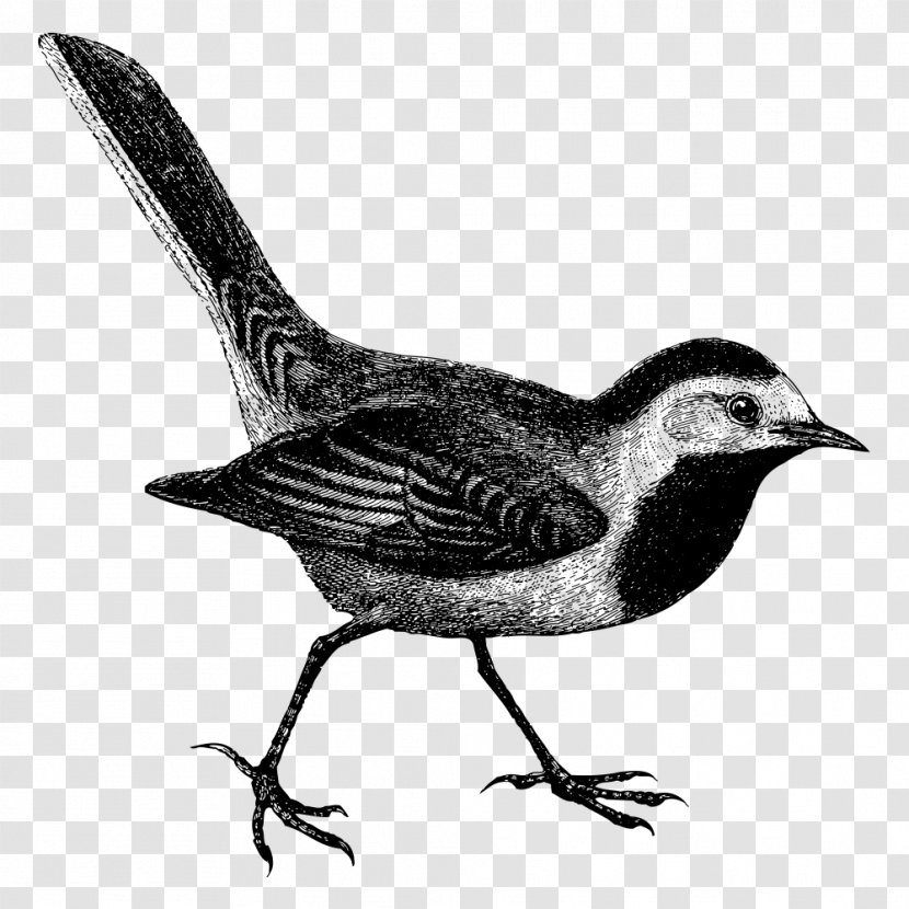 Common Blackbird Euclidean Vector - Black Birds Transparent PNG