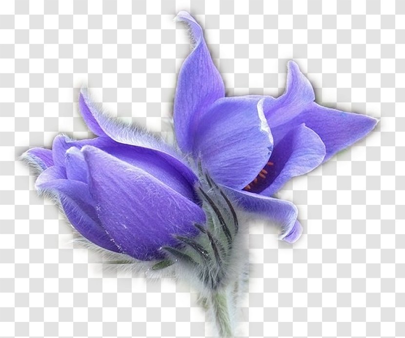 Flower Pulsatilla Patens Blog Clip Art - Lilac - Purple Crocus Transparent PNG