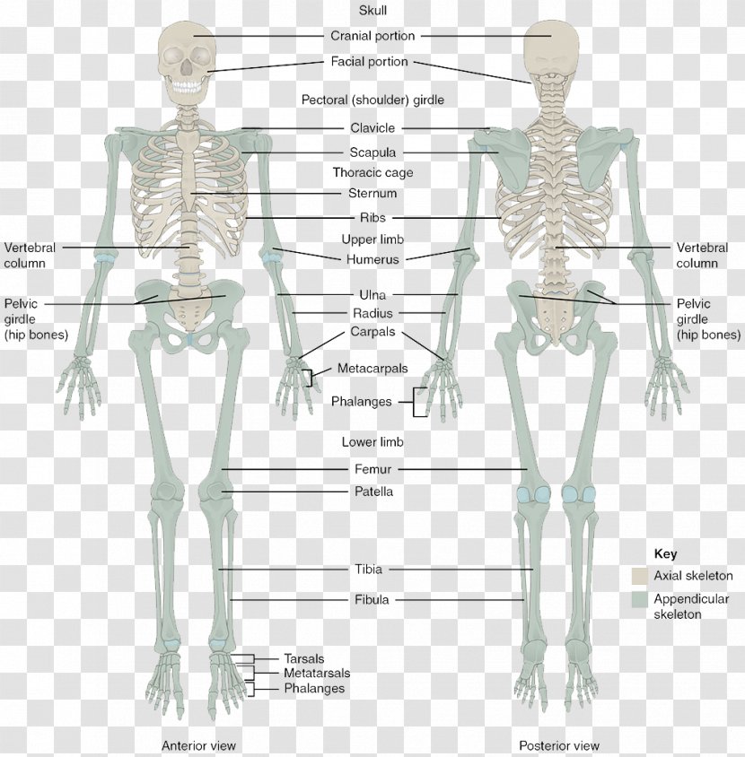 The Skeletal System Human Skeleton Body Bone Anatomy - Tree - Column Transparent PNG