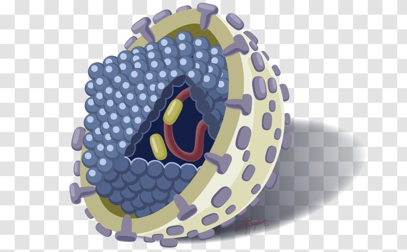 Hepatitis B C Viral Virus - Symptom Transparent PNG