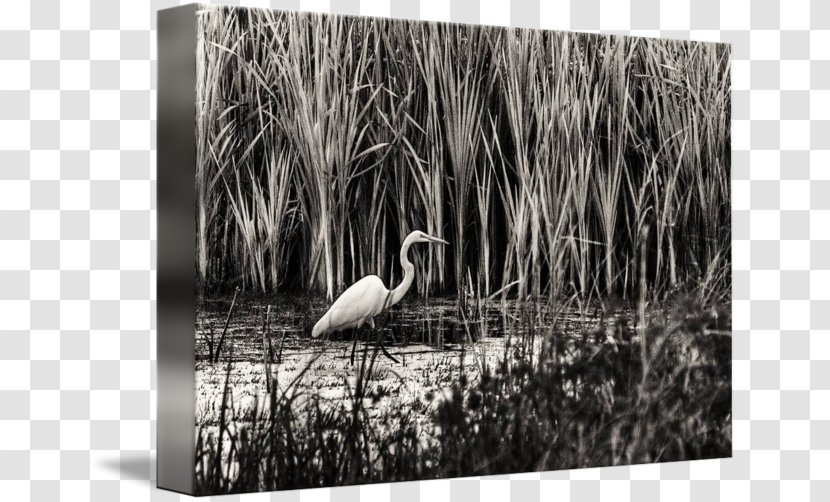 Crane Water Bird Beak White - Grass Transparent PNG