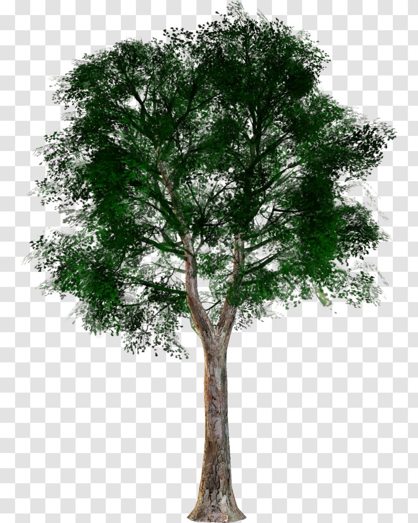 Tree Forest Oak Clip Art - Graphic Artist Transparent PNG