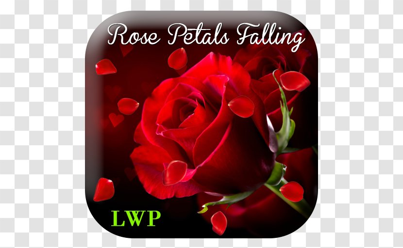 Stock Photography Rose Valentine's Day Red Wallpaper - Saint Valentine - Falling Petal Transparent PNG