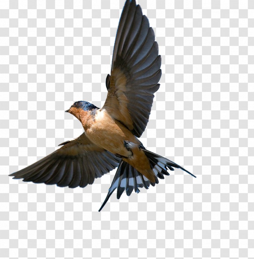 Barn Swallow Bird Southern Rough-winged Tree - Animal - Flying Transparent PNG