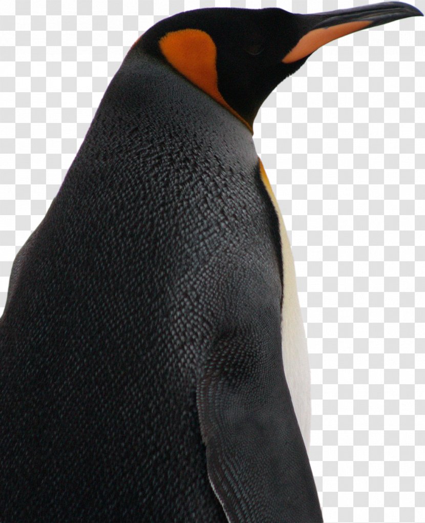 King Penguin Bird Species Parque Pingüino Rey - Migratory Transparent PNG