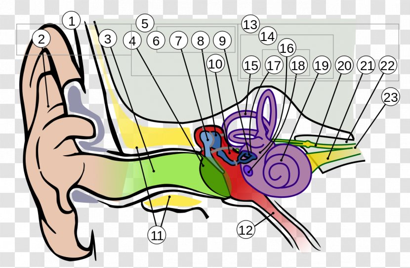 Ear Anatomy Outer Inner - Watercolor Transparent PNG