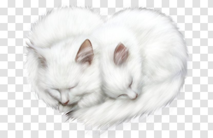 Kitten Whiskers Cat Transparent PNG