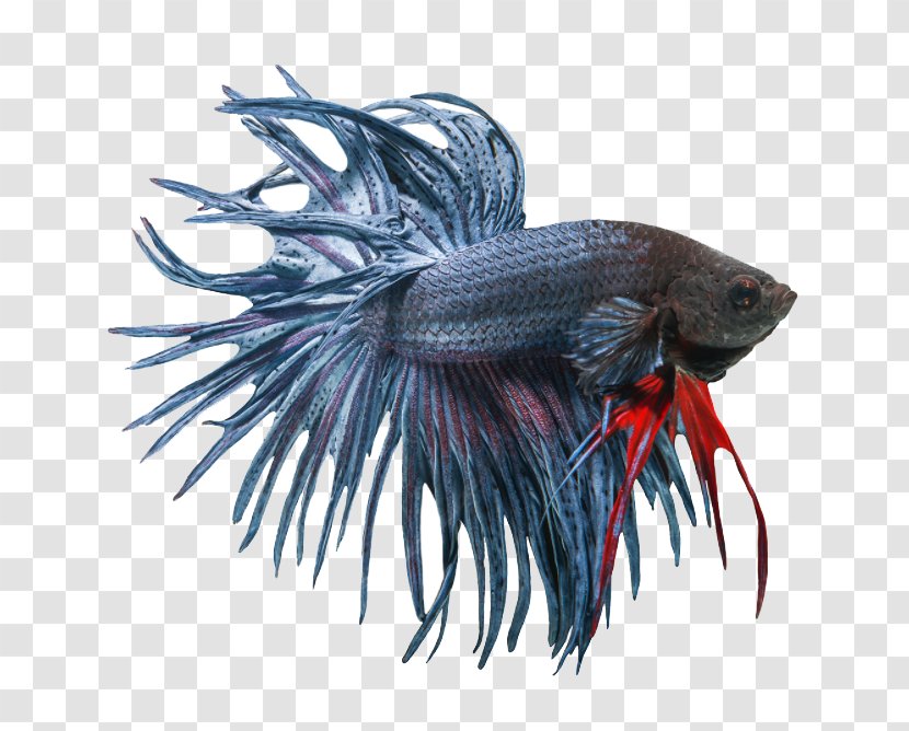 Siamese Fighting Fish Veiltail Butterfly Koi - Organism - Urban Tails Pet Supply Transparent PNG