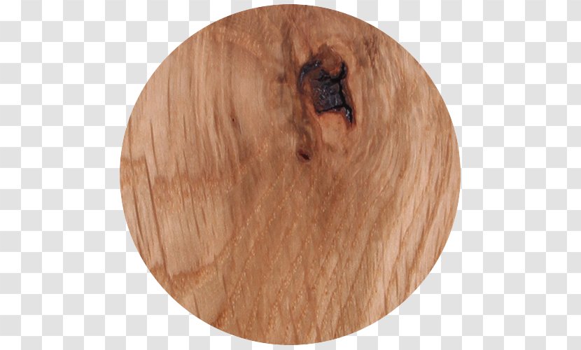 Wood /m/083vt Snout Transparent PNG