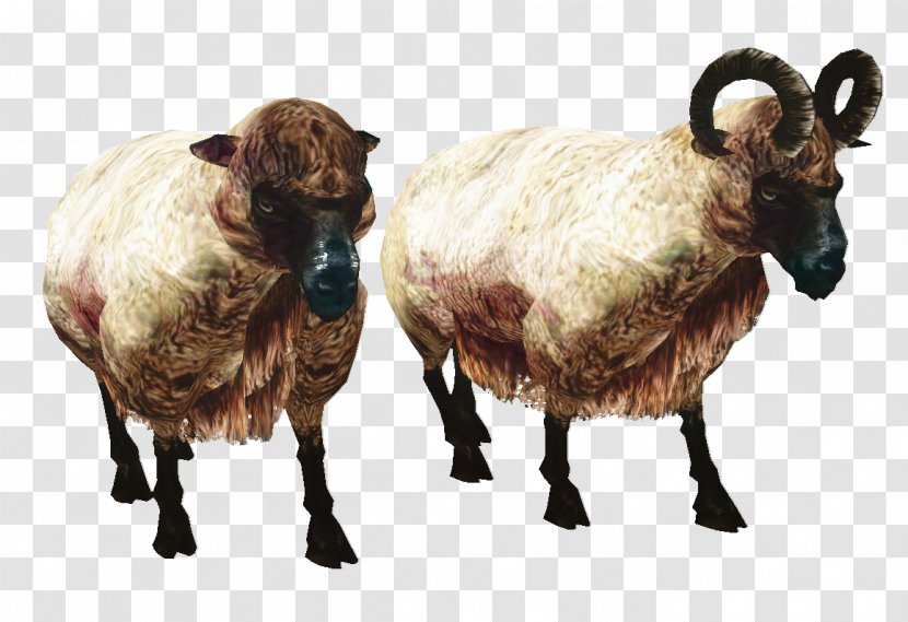 Sheep Clip Art Image - 2048 X 1536 - Bighorn Transparent PNG