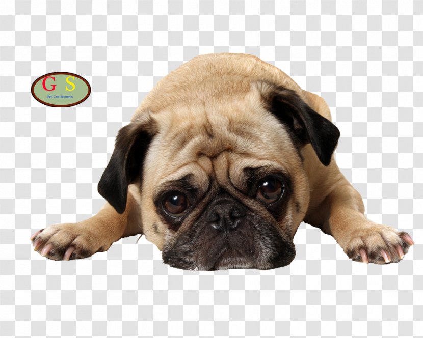Pug Stock Photography Puppy Pet Veterinarian - Dog Crossbreeds Transparent PNG